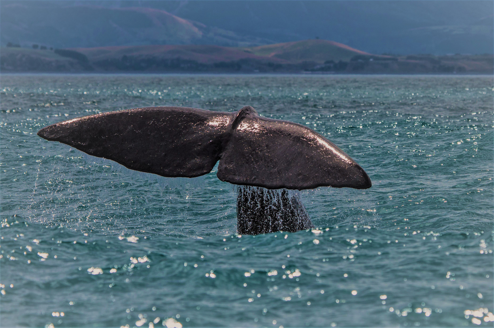 Moby Dick taucht ab