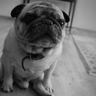 Moby the Pug in B&W