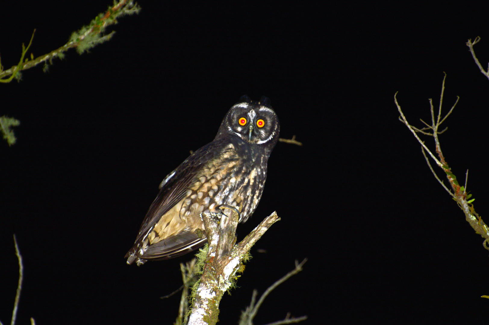 Mocho-diabo / Asio stygius / Hibou-maître-bois