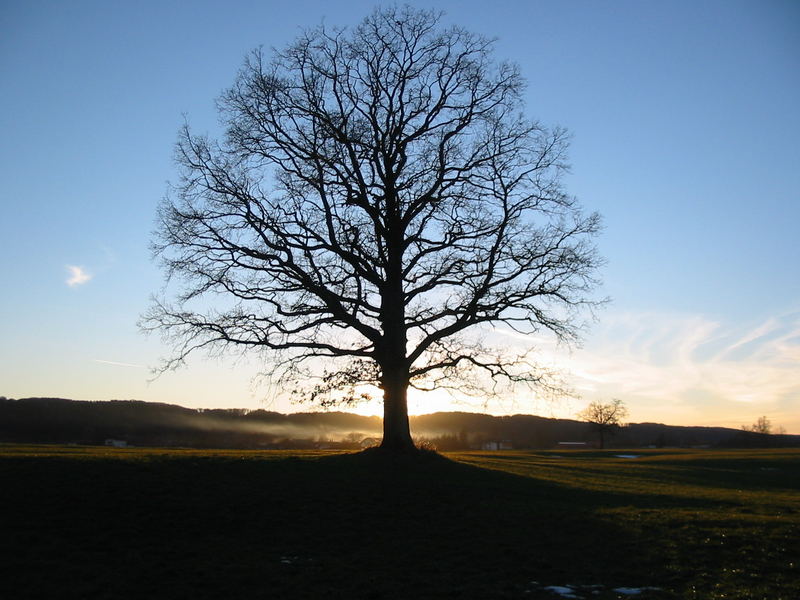 ...mochte den Baum...