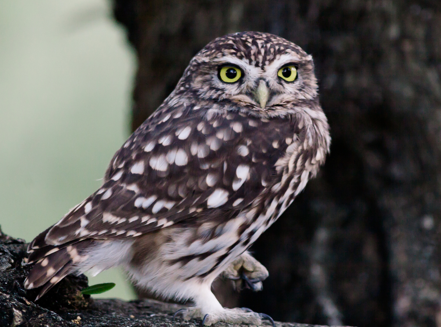 Mochuelo común (Athene noctua)