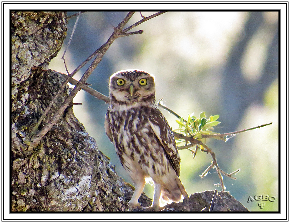 Mochuelo común (Athene noctua) I