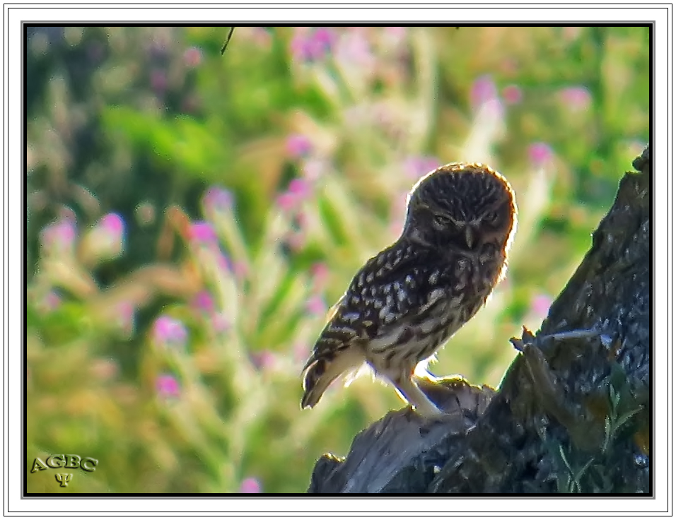 Mochuelo común (Athene noctua) II