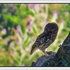 Mochuelo común (Athene noctua) II