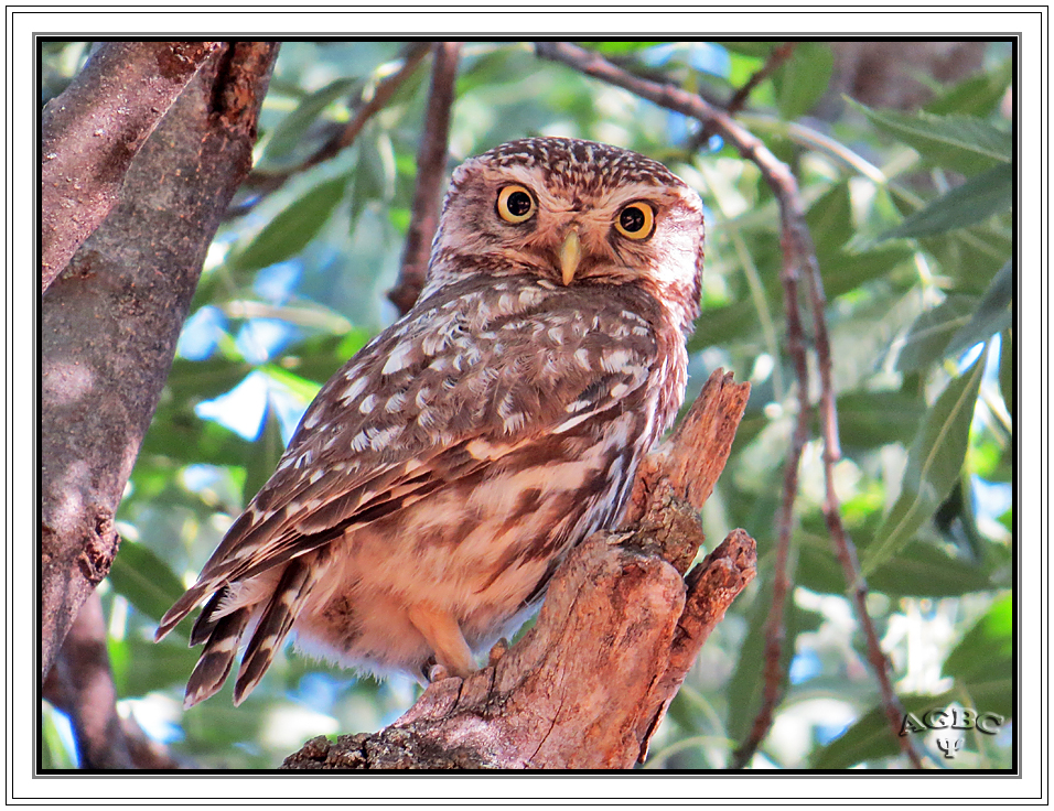 Mochuelo común (Athene noctua) III