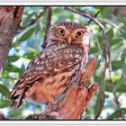 Mochuelo común (Athene noctua) III