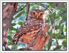 Mochuelo común (Athene noctua) III