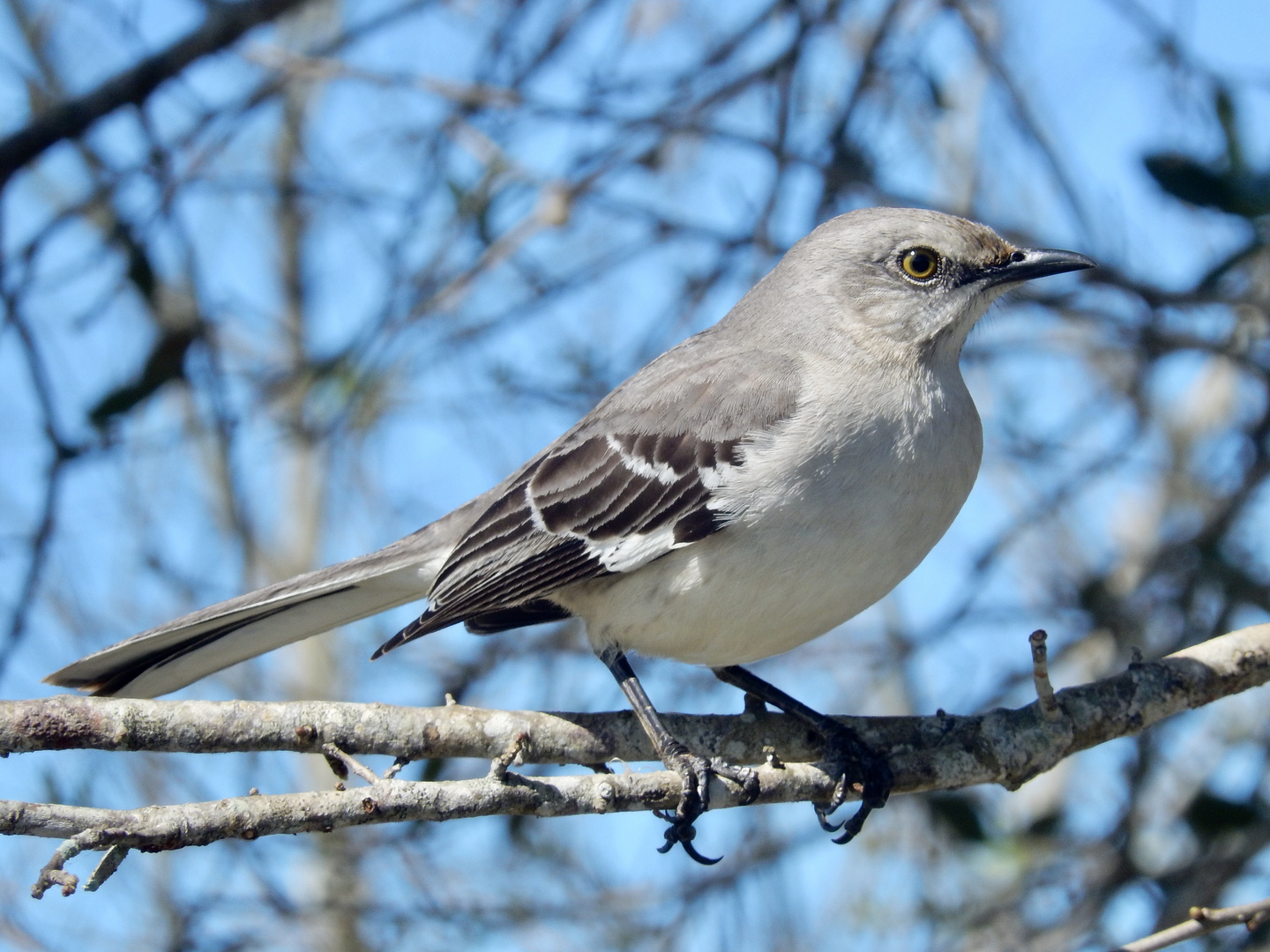 Mocking bird