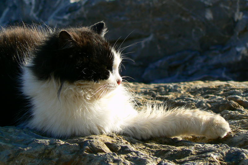 Moda beach cat having a sunbath...