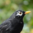 Modebewusste Amsel