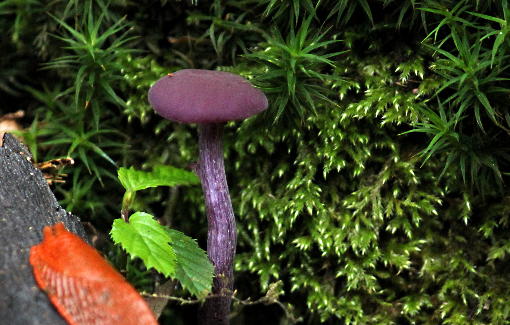 Modebewußter Pilz in Lila Foto & Bild pflanzen, pilze & flechten