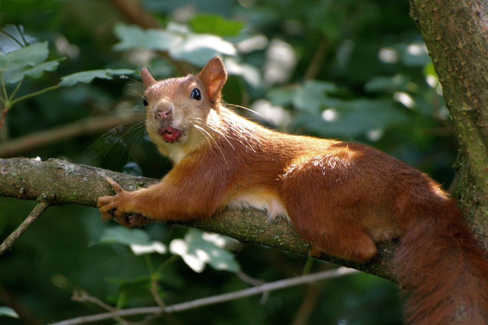 Modebewusstes Eichhörnchen