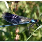 modefarbe diesen frühling? - eindeutig BLAU