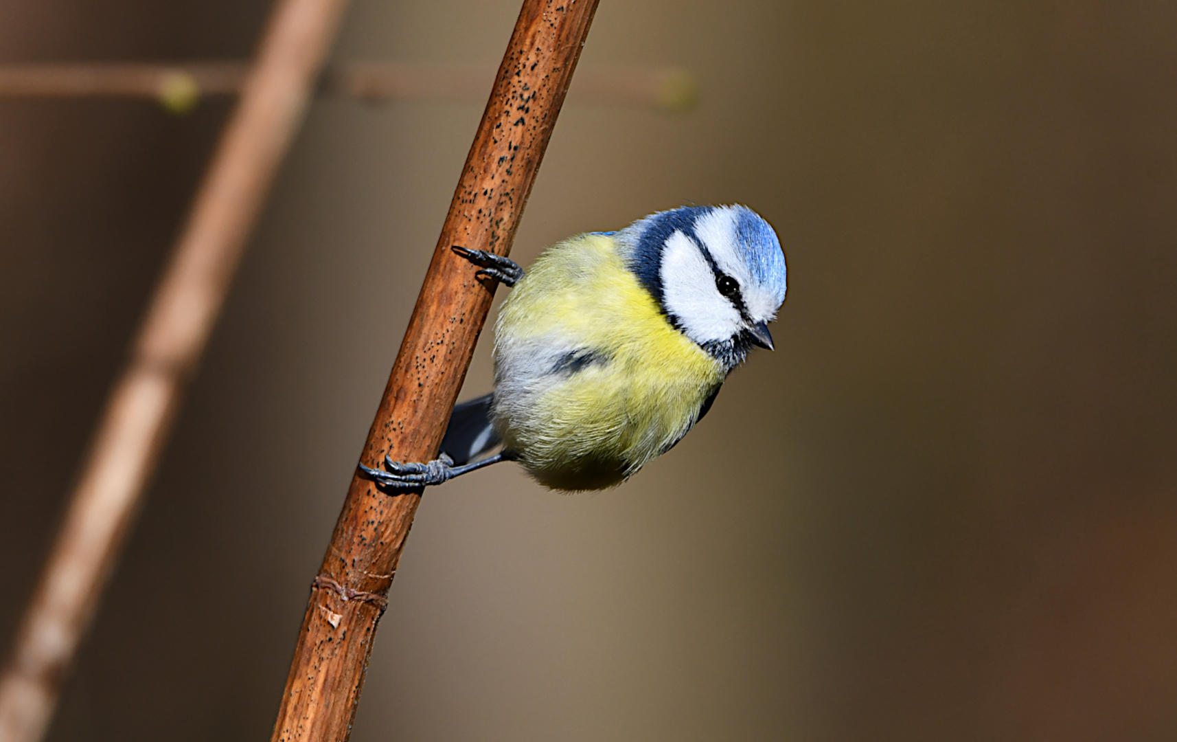 Model Blaumeise in "Posing",...