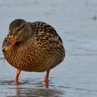 Model ENTE auf Hiddensee