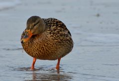 Model ENTE auf Hiddensee