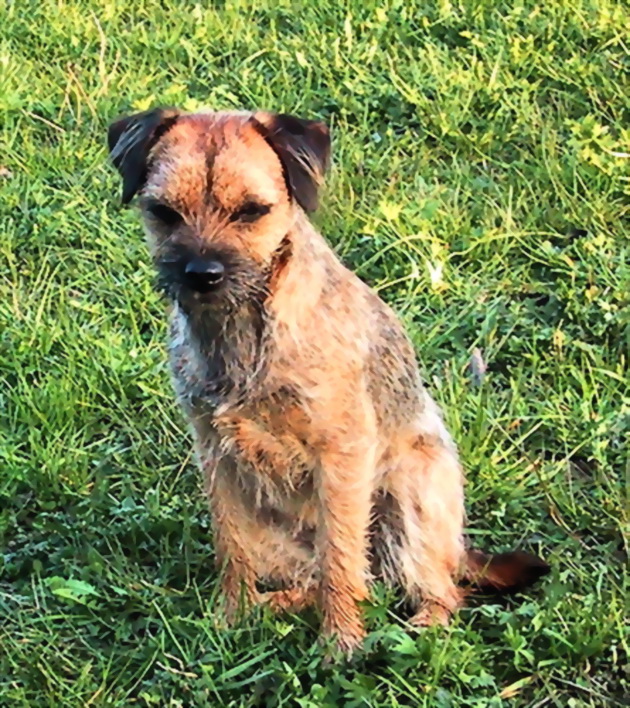 Model Fietje - Border Terrier