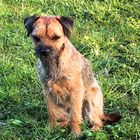 Model Fietje - Border Terrier