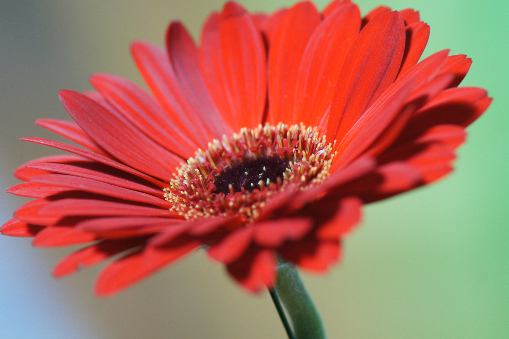 Model Gerbera