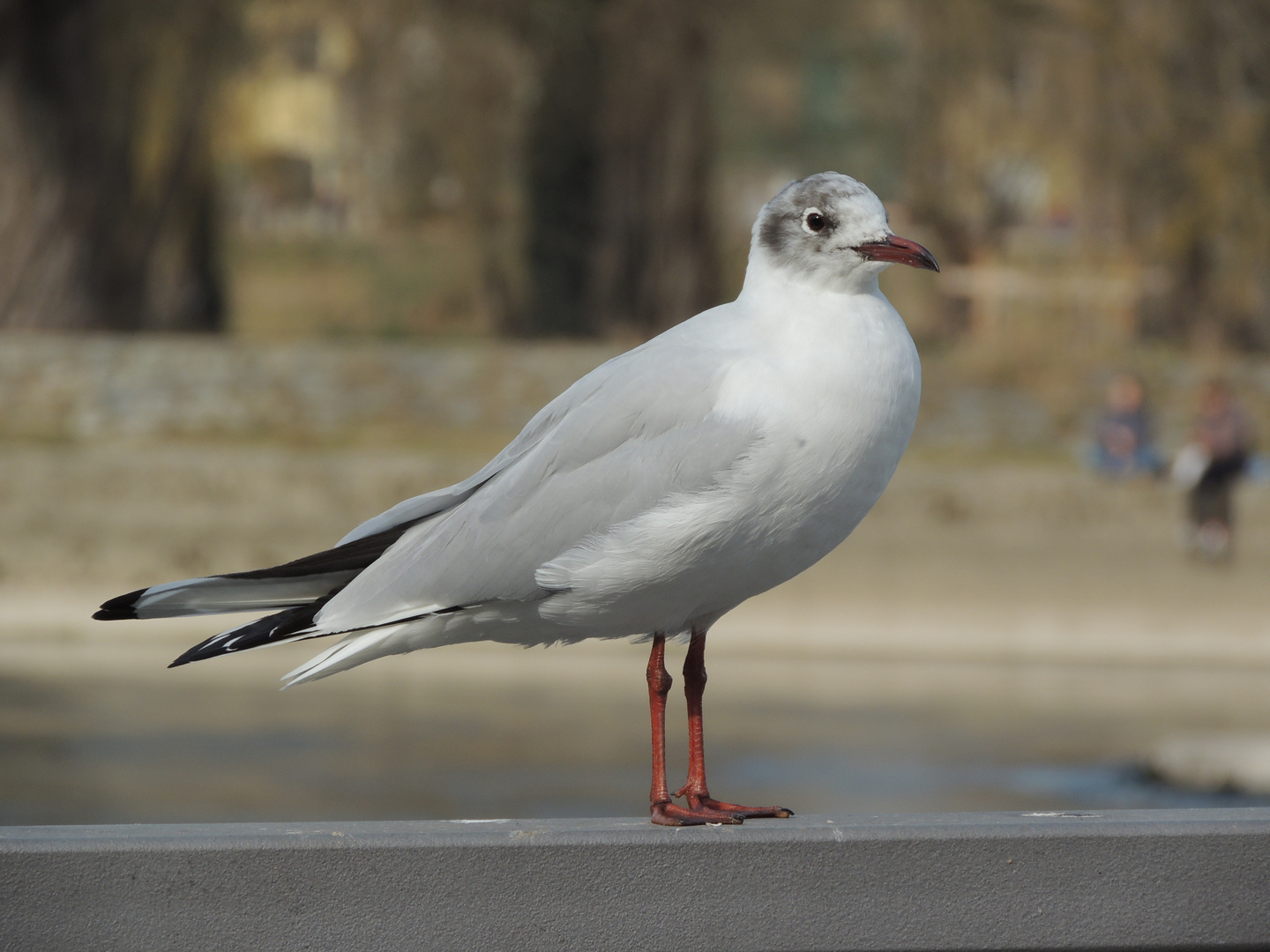 Model (junge Lachmöve)