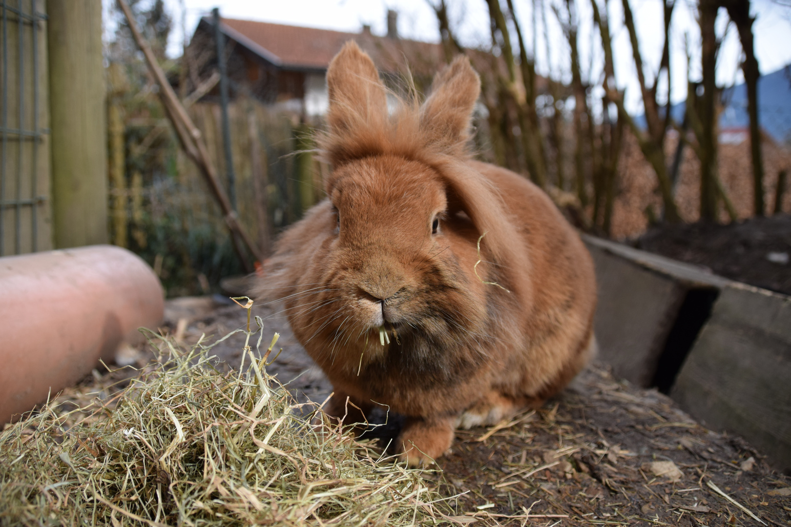 Model: Kaninchen Prinzessin