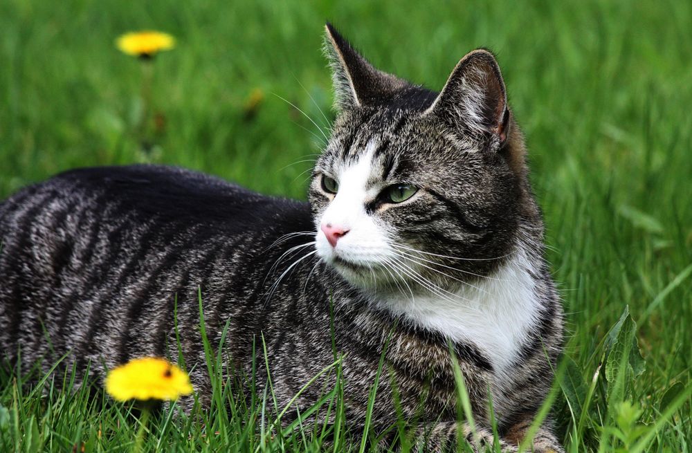 """""" Model Kater Krümel """"""