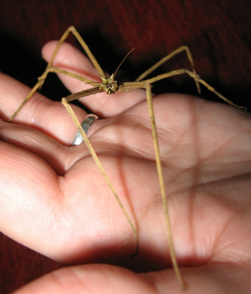 Model Masse Allerdings Nicht 90 60 90 Foto Bild Tiere Haustiere Terraristik Bilder Auf Fotocommunity Model Masse Allerdings Nicht 90 60 90 Foto Bild Tiere Haustiere Terraristik Bilder Auf Fotocommunity