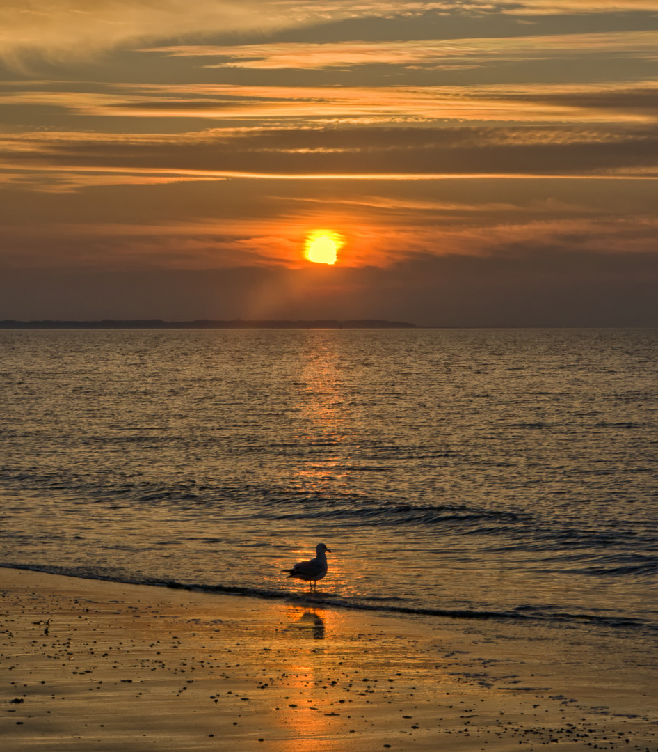 Model-Möwe auf Langeoog