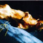 Model Nora