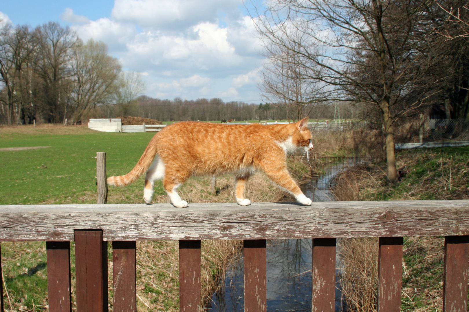 Model On The Catwalk