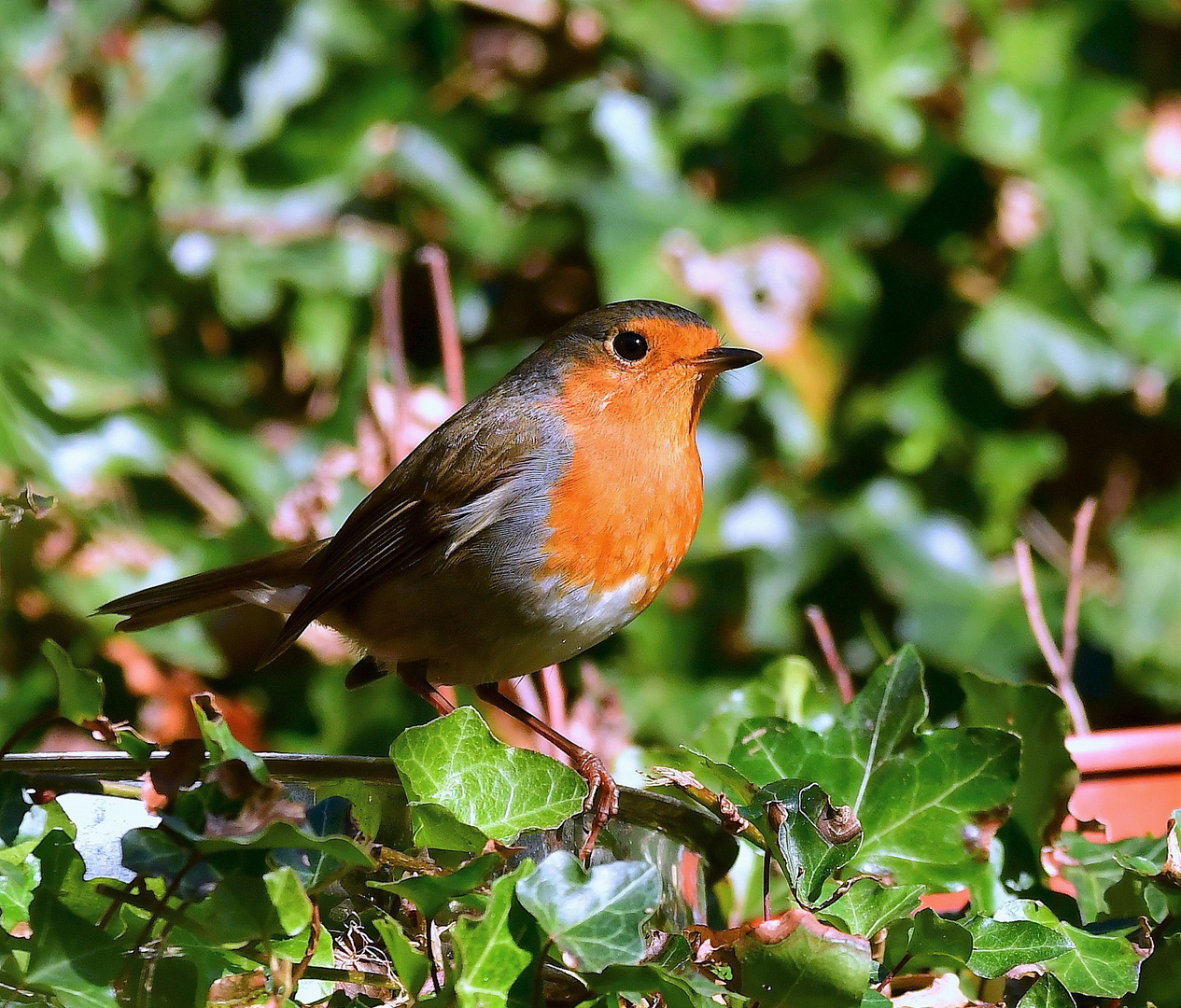 Model Rotkehlchen im&hellip; Foto &amp; Bild tiere, wildlife