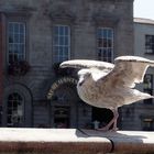 Model Schönheit in Dublin ...