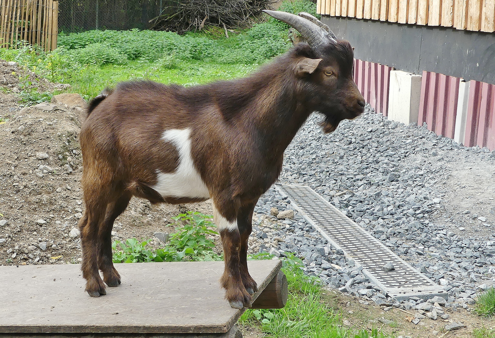 "Model-Stellung" im Wildpark Reuschenberg in Leverkusen ...