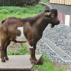 "Model-Stellung" im Wildpark Reuschenberg in Leverkusen ...