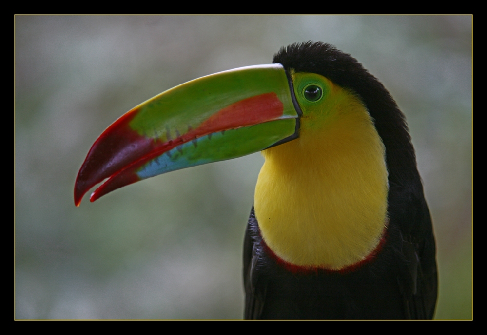 Model Tucan ... ein bisschen Farbe in den grauen Alltag ... ;-))