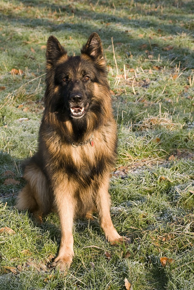 Model und Hüter von Heim und Herrchen