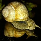 Model: Weinbergschnecke