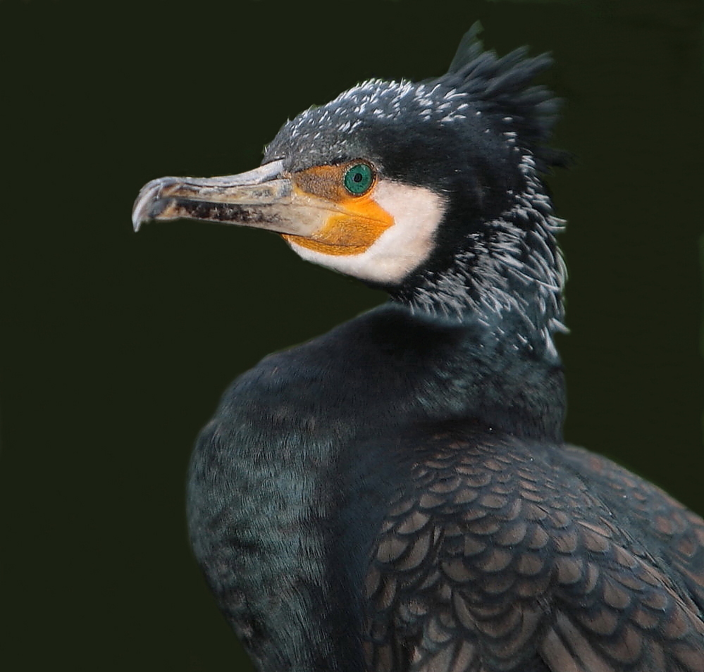 modell kormoran