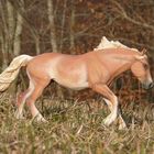 Modellpferd Arabo-Haflinger