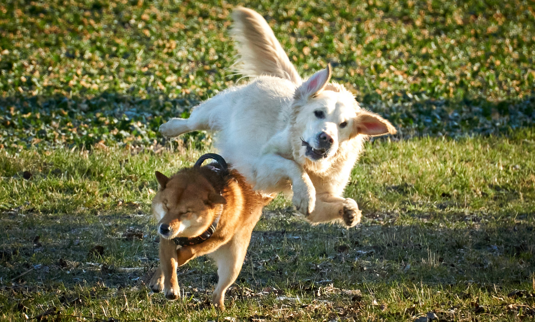 Models auf 4 Pfoten - Action mit Lexa und Sam