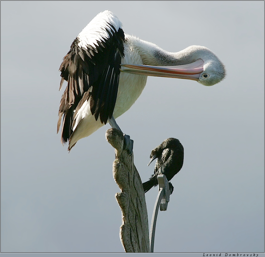 Models clean feathers