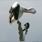 Models clean feathers