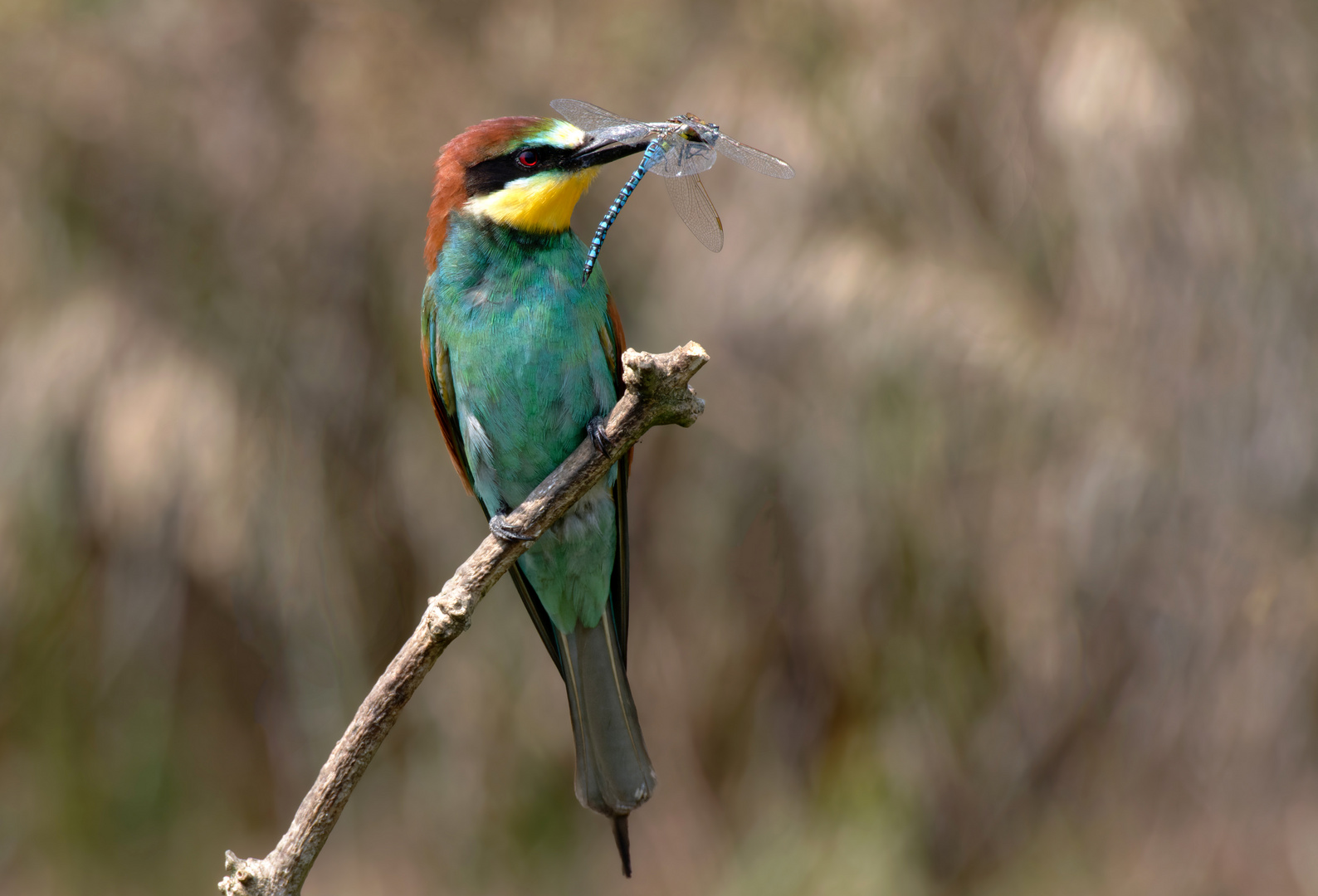 Modelschau - Bienenfresser ( Merops apiaster) mit  Mosaikjungfer 