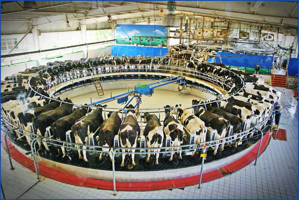 Modern Melken in China 