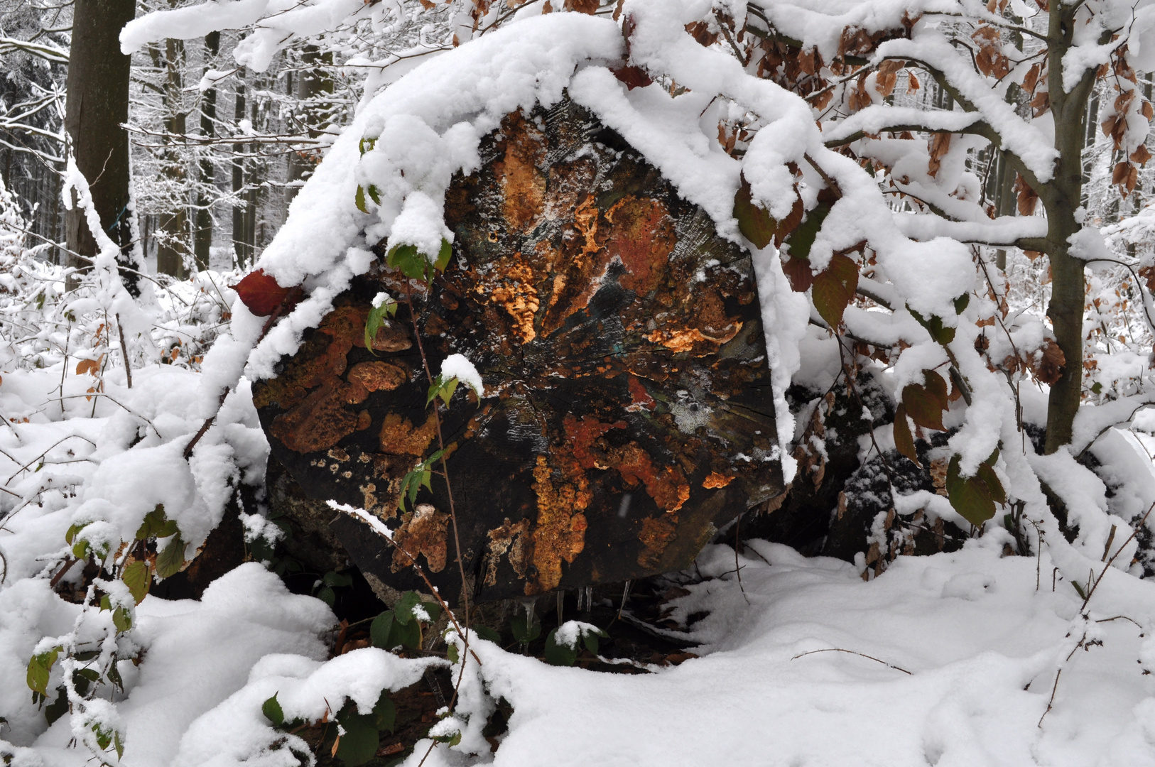 modernder Baumstamm im Winter