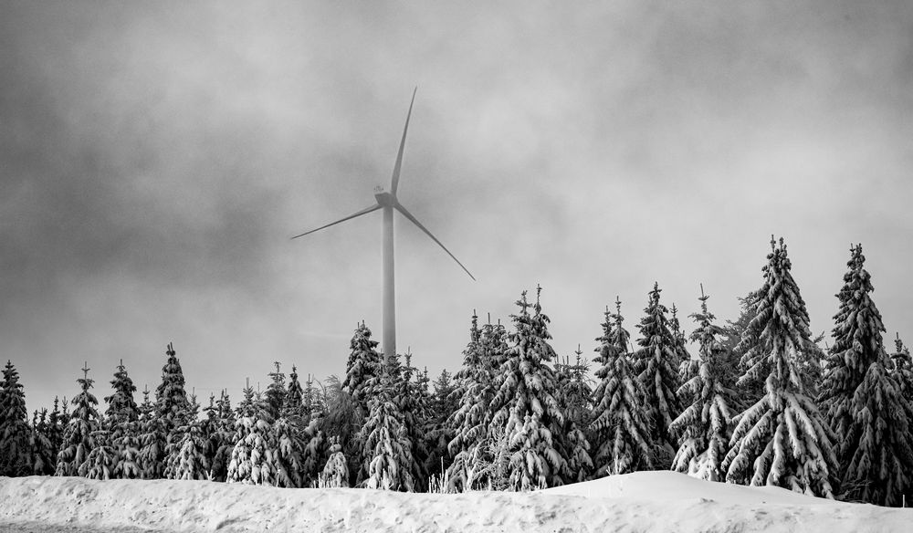 Moderne Tannen, oder "Der Energiehunger der Menschen"