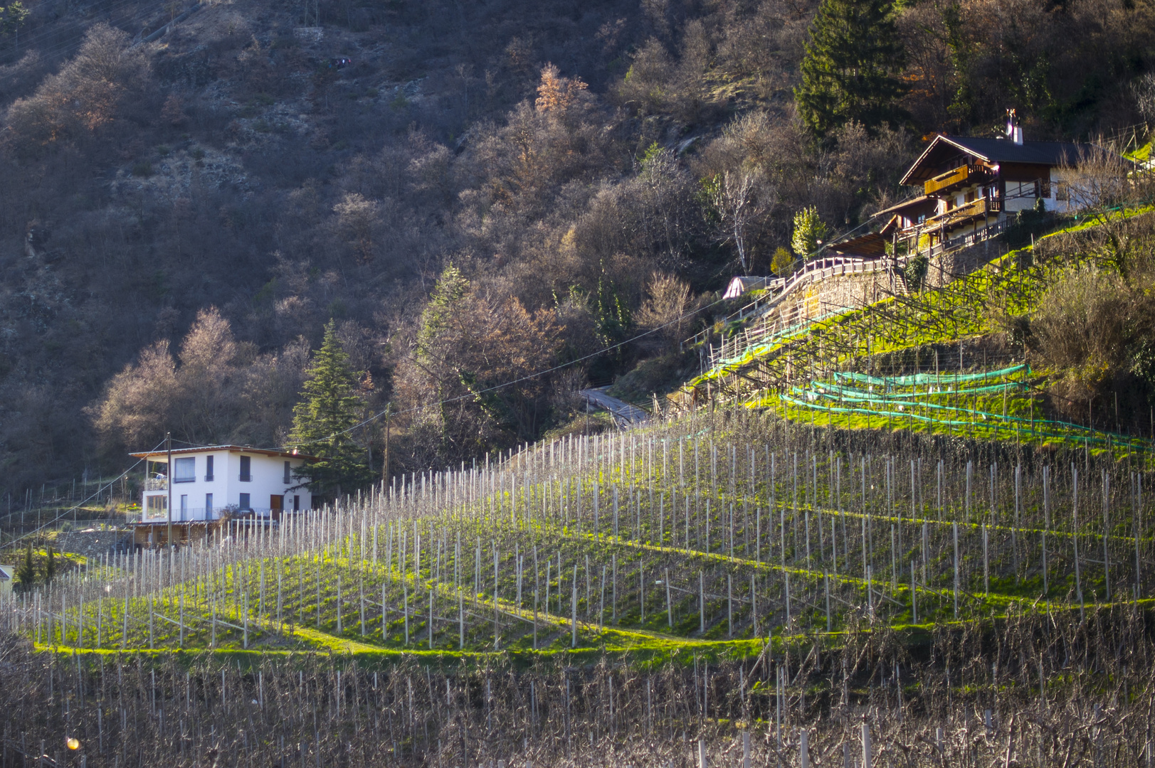 Moderner Apfelanbau im Vinschgau