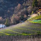 Moderner Apfelanbau im Vinschgau