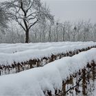 Moderner Erdbeeranbau im Winter...