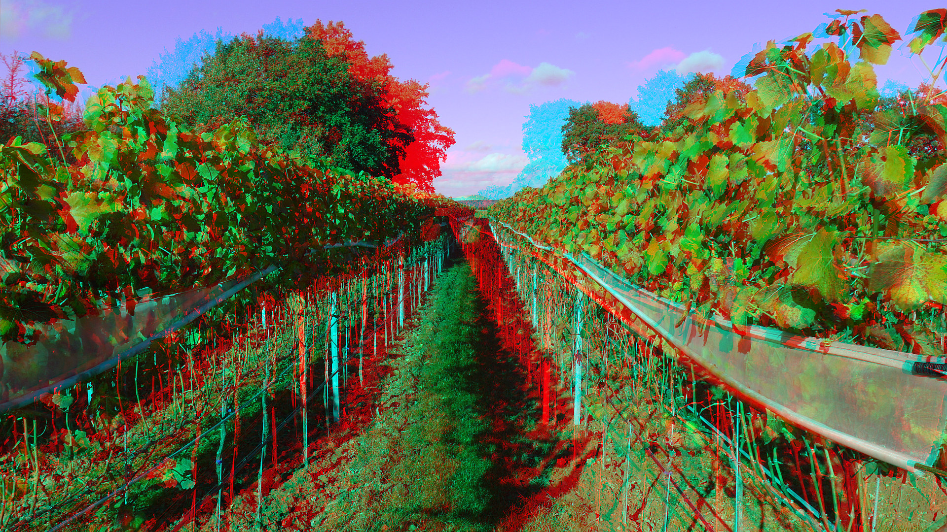  Moderner Weinbau (3D für Rot/Cyan Brille)